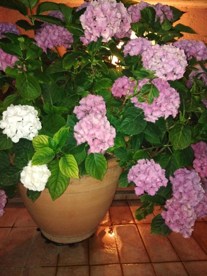 La Fenice Montefiascone Luaran gambar